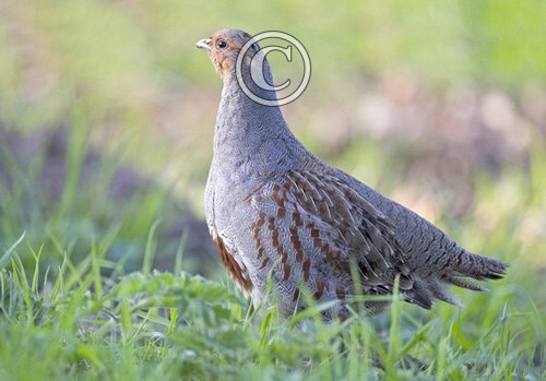 Grey Partridge  5